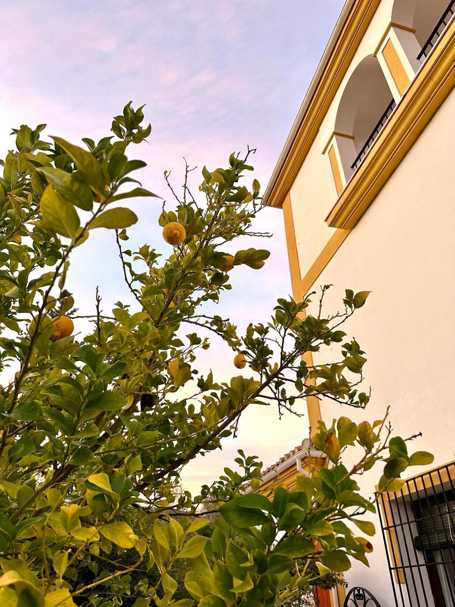 Hacienda El Tarajal Hotel Priego de Córdoba Kültér fotó